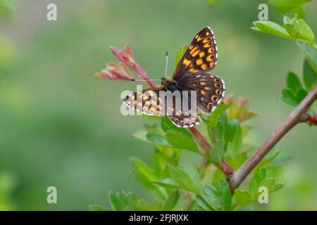 Duca di borgogna con ali sparse Foto Stock