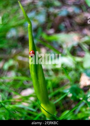 Sette punto ladybird su pianta di fiore arrotolata, coccinella septempunctata ladybug nativo europeo minacciato specie in natura, punteggiata da un modello di Foto Stock