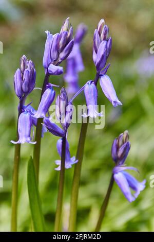 Alcuni bluebells, Hyacinthoides, circa fiorire in primavera su un fondo di erba. Primavera irlandese Foto Stock