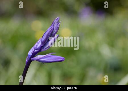 Primo piano orizzontale di Hyacintoides, bluebells. Sfondo sfocato erba Foto Stock