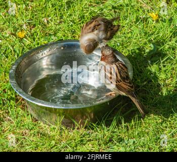 Sparrow in un rapido lavaggio della testa in un bagno di uccelli Foto Stock