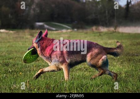 Il cane corre attraverso la radura verde con i colori asciutti di holi. Il pastore tedesco con i colori rosa e blu Holi tiene il disco di frisbee nei suoi denti. Vernice indiana Foto Stock