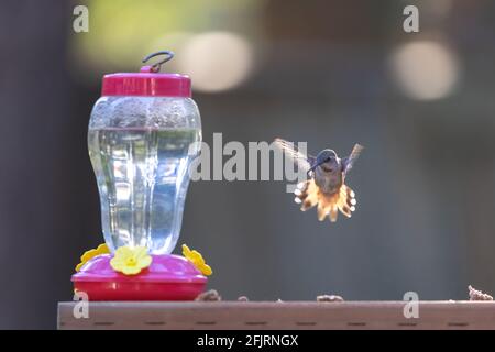 piccolo colibrì che si trova vicino all'alimentatore in piena luce del sole Foto Stock
