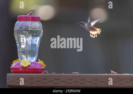 piccolo colibrì che si trova vicino all'alimentatore in piena luce del sole Foto Stock