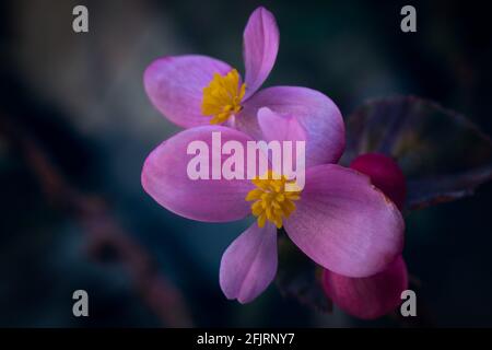 Primo piano di semperflorens rosa Begonia che crescono su uno sfondo sfocato. Macro fotografia di fiori con messa a fuoco su primo piano e spazio per il testo Foto Stock