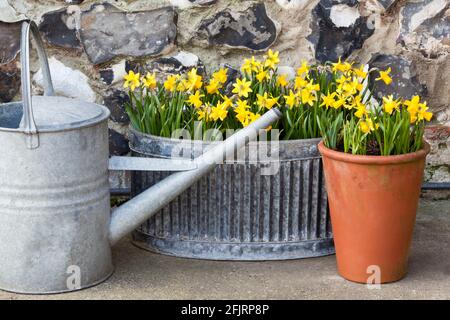 Primavera miniatura Daffodils fioritura in contenitori Foto Stock