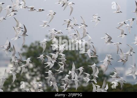 Terne fatturate a gabbiano (Gelochelidon nilotica), gregge in volo, sfondo verde, Riserva Naturale mai po, nuovi territori, Hong Kong 5 aprile 2021 Foto Stock