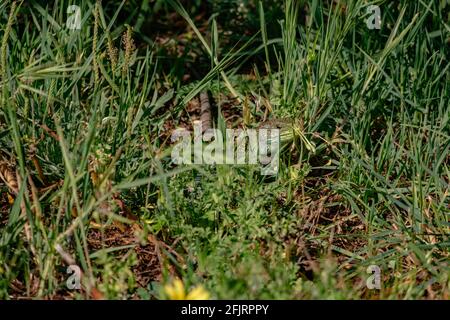 Green Lizzard Peaking in a Grass Field - Porto, Portogallo Foto Stock