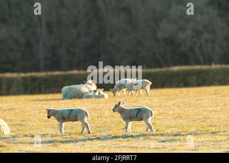 Agnelli primaverili in un piccolo gregge chiuso goditi il sole del mattino con pecore e uccelli. Foto Stock