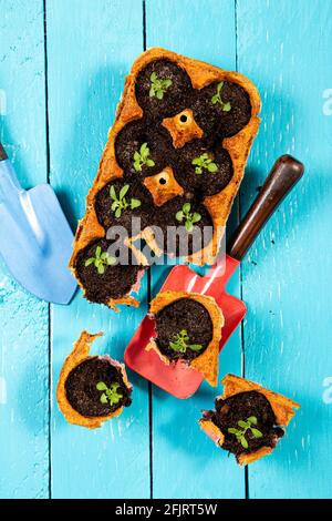 Piccoli pipistrelli di partenza che crescono in scatola di uovo di pollo di cartone giallo in terreno nero. Rompere la coppa biodegradabile e piantare in terreno all'aperto. Zero sprechi. Foto Stock