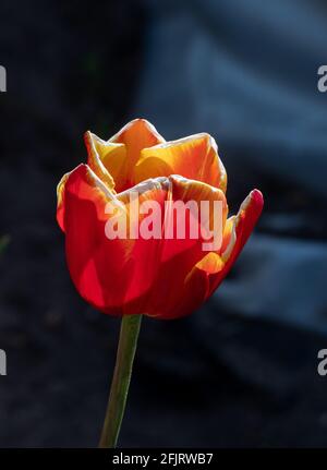 Macro immagini di un tulipano in primavera inglese, petali rossi con punte gialle, stretta profondità di campo. Foto Stock