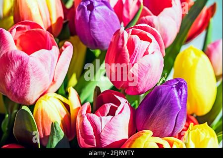 Mazzo colorato di tulipani; coniglietto Tulpenstraß Foto Stock