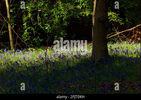 Bluebells nel bosco in inglese Foto Stock
