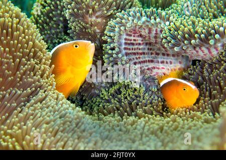 Pesce pagliaccio, Anemone di anfibio, anemone di mare magnifico, anemone di Ritteri, Heteractis magnifica, Lembeh, Sulawesi del Nord, Indonesia, AS Foto Stock