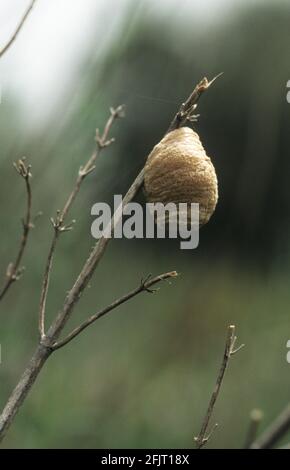 Recentemente posato l'ootheca [Messa dell'uovo] della mantide europea (Mantis religiosa) Foto Stock