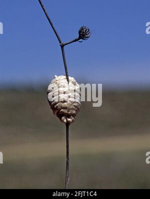 Recentemente posato l'ootheca [Messa dell'uovo] della mantide europea (Mantis religiosa) Foto Stock