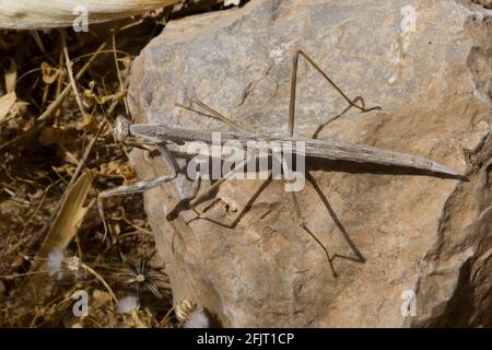 La mantide europea (Mantis religiosa) è un grosso insetto emimetabolico della famiglia dei Mantidi, Foto Stock