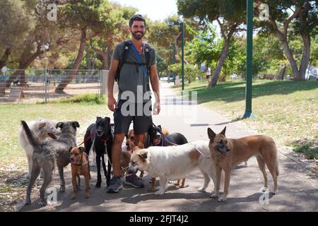 Camminatore di cane che cammina un pacchetto di cani nel parco Foto Stock