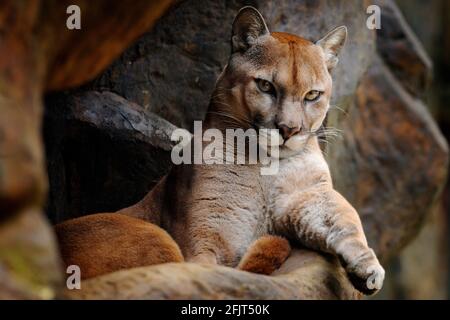 Wild Big Cat Cougar, Puma Concolor, ritratto nascosto di pericoloso animale con pietra, Stati Uniti. Scena della fauna selvatica dalla natura. Leone di montagna in habitat roccioso. Foto Stock