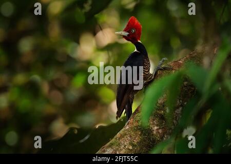 Picchio pallido-fatturato, Campephilus guatemalensis, seduto su ramo con buco di nidificazione, uccello nero e rosso in habitat naturale, Costa Rica. Birdwatching Foto Stock