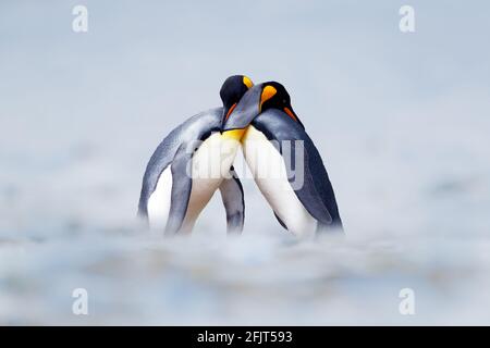 Coppia di coppie di pinguini King che si accamparono coccolandosi nella natura selvaggia, nella neve e nel ghiaccio. Abbina due pinguini facendo l'amore. Scena faunistica dalla natura bianca. Comportamento degli uccelli, selvaggio Foto Stock