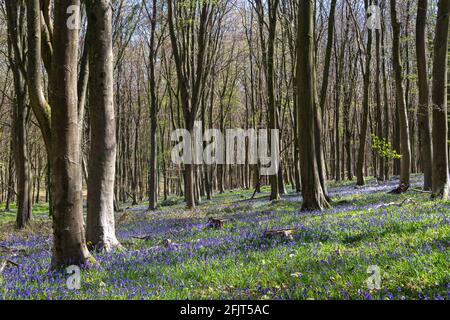 Bluebell wood in rurale Sussex, Regno Unito. Foto Stock