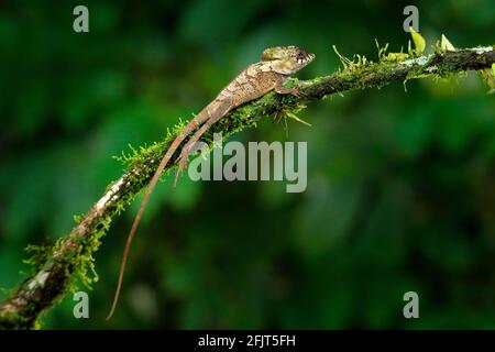 Basilisk iguana, cristatus corytophanes, seduto sul ramo dell'albero. Lucertola nell'habitat naturale, verde vegetazione forestale. Bellissimo rettile Foto Stock