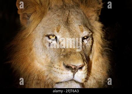 Ferito dettaglio notte ritratto di leone. Leone africano, Panthera leo, dettaglio del grande animale, sole serale, Parco Nazionale Kruger, Botswana, Sudafrica. Cl Foto Stock