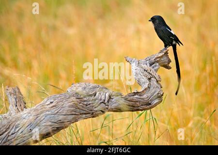 Gamberetto Magpie, Urolestes melanoleucus, uccello africano dalla coda lunga seduto sul tronco dell'albero nella savana calda. Gamberi neri nell'habitat dei prati, wil Foto Stock