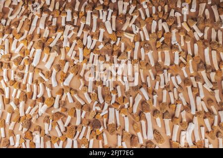 texture di funghi di spugnole sparse su una tavola Foto Stock