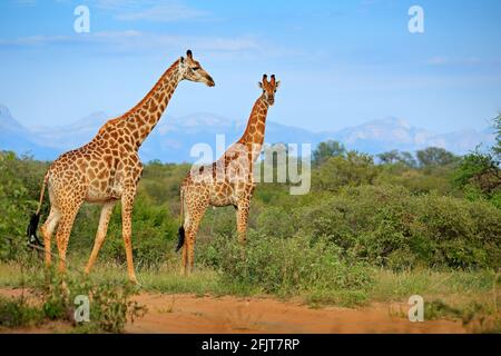 Scena della fauna selvatica dalla natura. Luce serale Tshukudu, Sud Africa. Due giraffe vicino alla foresta, Drakensberg Montagne sullo sfondo . verde vegeta Foto Stock