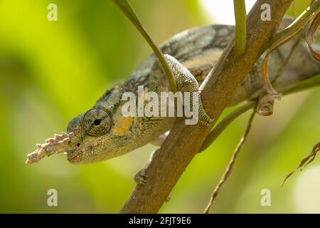 Kilimanjaro maschio a due corna Chameleon in un giardino ad Arusha, Tanzania Foto Stock