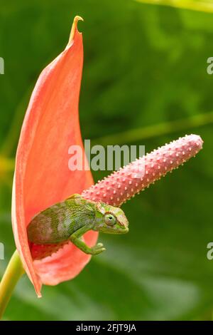 Kilimanjaro maschio a due corna Chameleon in un giardino ad Arusha, Tanzania Foto Stock