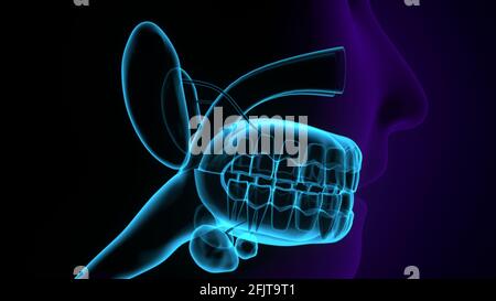 anatomia della gola umana. rendering 3d. Foto Stock