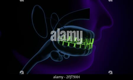 anatomia della gola umana. rendering 3d. Foto Stock