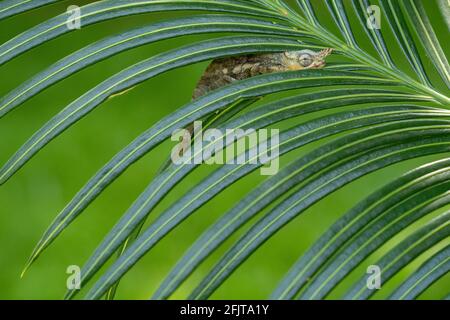 Kilimanjaro maschio a due corna Chameleon in un giardino ad Arusha, Tanzania Foto Stock