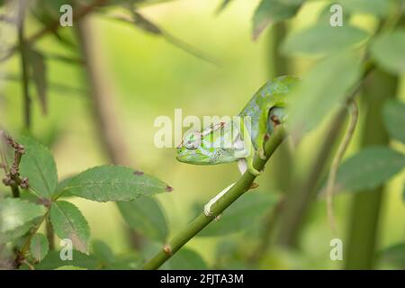 Kilimanjaro maschio a due corna Chameleon in un giardino ad Arusha, Tanzania Foto Stock