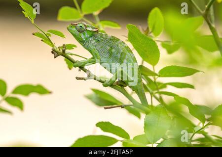 Kilimanjaro maschio a due corna Chameleon in un giardino ad Arusha, Tanzania Foto Stock