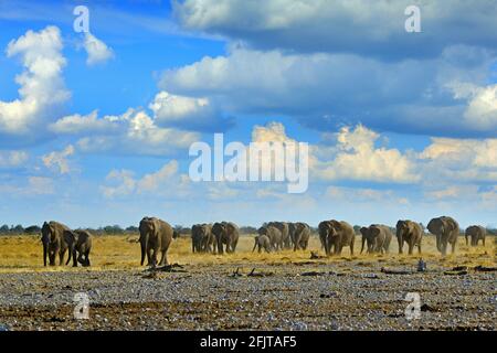 Grande elefante africano, con cielo blu e nuvole bianche, Etocha NP, Namibia in Africa. Elepaht nella sabbia ghiaiosa, stagione secca. Scena faunistica i nthe natu Foto Stock