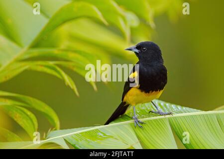 Oriole, Icterus protemelas, con la cowled nera, seduta sul ramo verde della palma. Uccello Tropico nell'habitat naturale. Fauna selvatica in Costa Rica. Giallo nero m Foto Stock