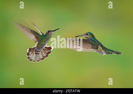 Lotta di uccello. Volanti femmina colibrì Jacobin a collo bianco, Florisuga mellivora, dal Costa Rica, sfondo verde chiaro. Azione scena di fauna selvatica da t Foto Stock