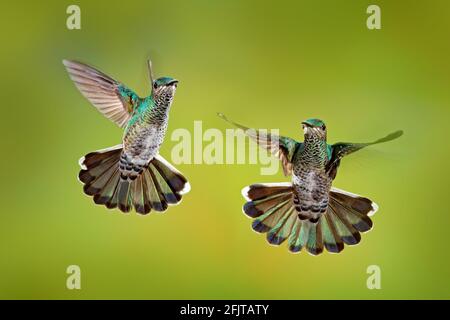 Lotta di uccello. Volanti femmina colibrì Jacobin a collo bianco, Florisuga mellivora, dal Costa Rica, sfondo verde chiaro. Azione scena di fauna selvatica da t Foto Stock