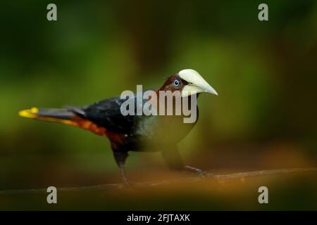 Oropendola a testa di castagno, Psarocolius wagleri, ritratto di uccello esotico del Costa Rica, sfondo verde chiaro. Scena faunistica dalla natura tropicale, Foto Stock