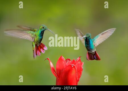 Due colibrì il Mango di Prato Verde in volo con sfondo verde chiaro e arancione, Rancho Naturalista, Costa Rica. Scena della fauna selvatica dalla natura Foto Stock