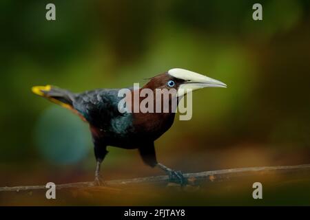 Oropendola a testa di castagno, Psarocolius wagleri, ritratto di uccello esotico del Costa Rica, sfondo verde chiaro. Scena faunistica dalla natura tropicale, Foto Stock