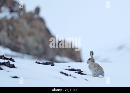 Lepre vagamente, Lepus oiostolus, nell'habitat naturale, condizioni invernali con neve. Lepre vagamente da Hemis NP, Ladakh, India. Animale nel mou Himalaya Foto Stock