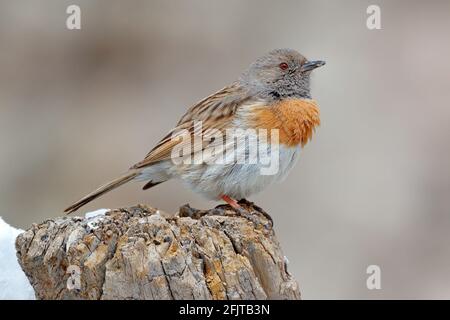 Accentor Robin, rubbeculoides Prunella, uccello seduto su tronco d'albero nella montagna invernale. Robin nell'habitat di pietra, Ladakh, Hemis NP, India. Uccelli i Foto Stock