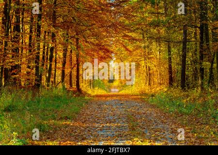 Strada sterrata attraverso una foresta di colore autunnale, Stankow silvicoltura, Lubelskie, Polonia Foto Stock