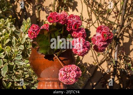 Rosebud rosa kalanchoe calandivia fiore in closeup pentola di argilla Foto Stock