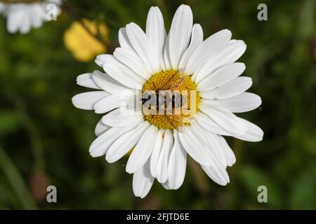 Hoverfly (Myathropa florea) che alimenta il bue-eye daisy (Leucanthemum vulgare), Northumberland National Park, Regno Unito, Foto Stock